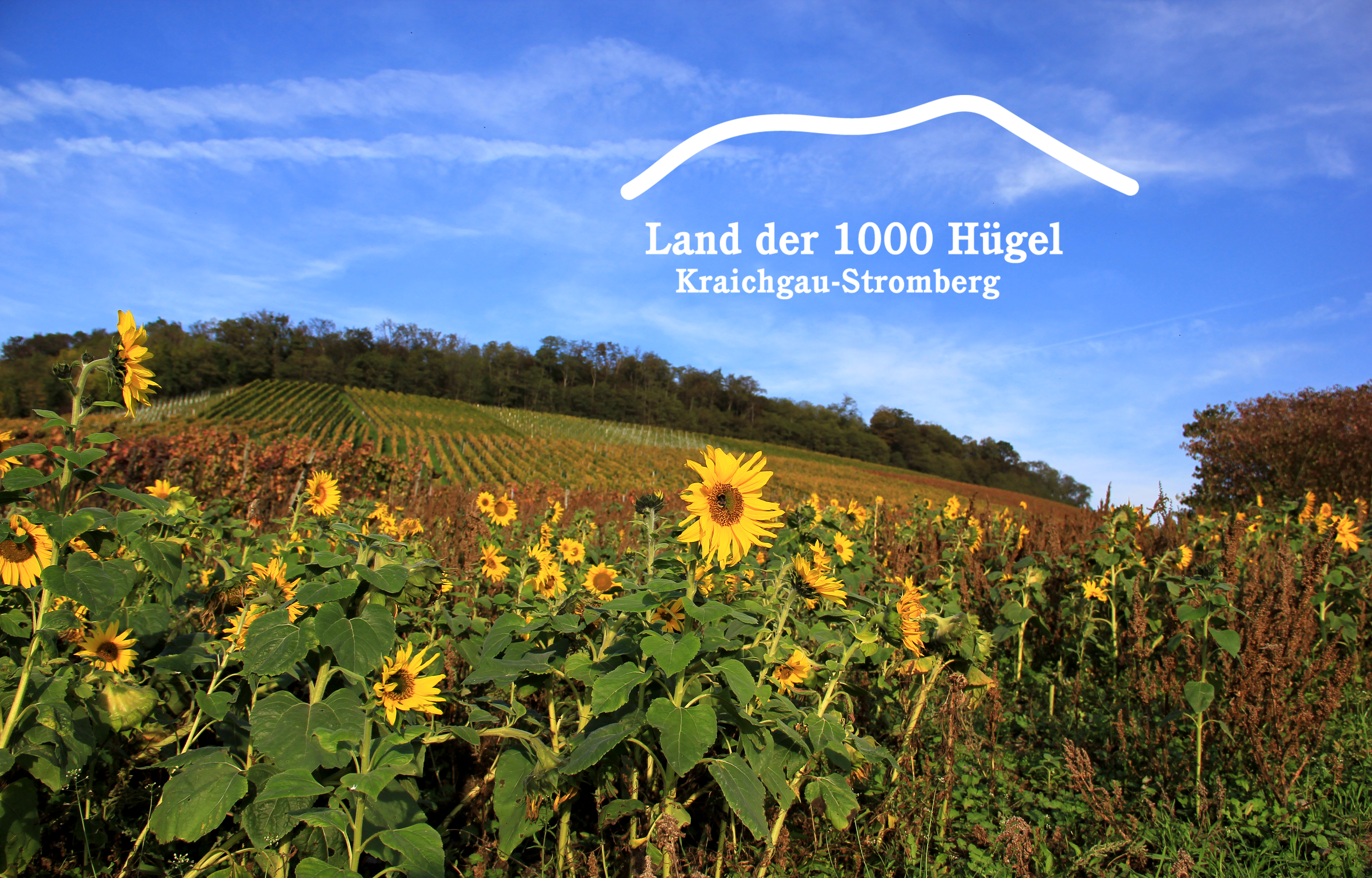  Elfinger Berg Maulbronn mit Weinreben und Sonnenblumen im Vodergrund 