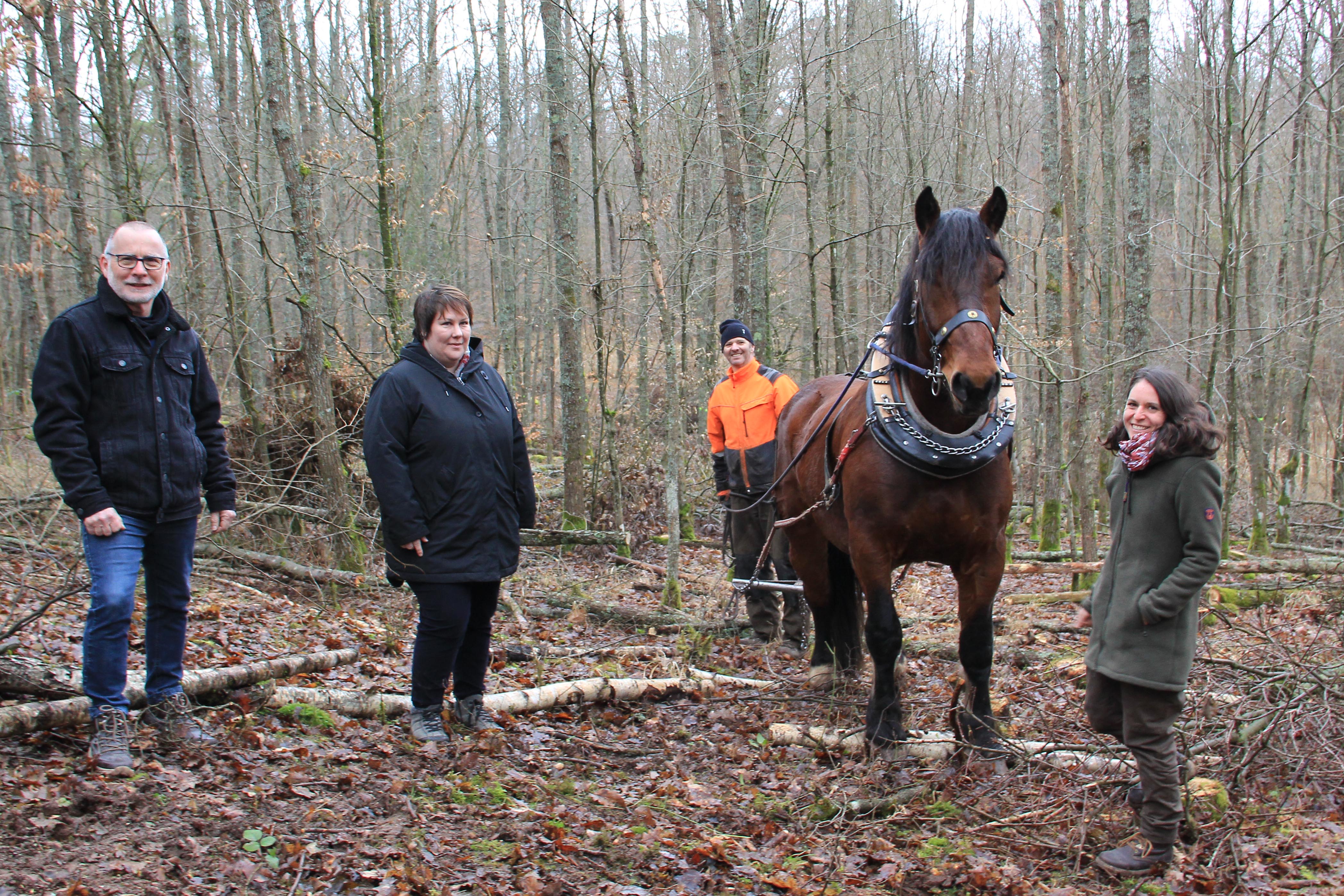  Rückepferd Max, sein Pferdeführer und 3 weitere Personen in enem jungen Waldstück 