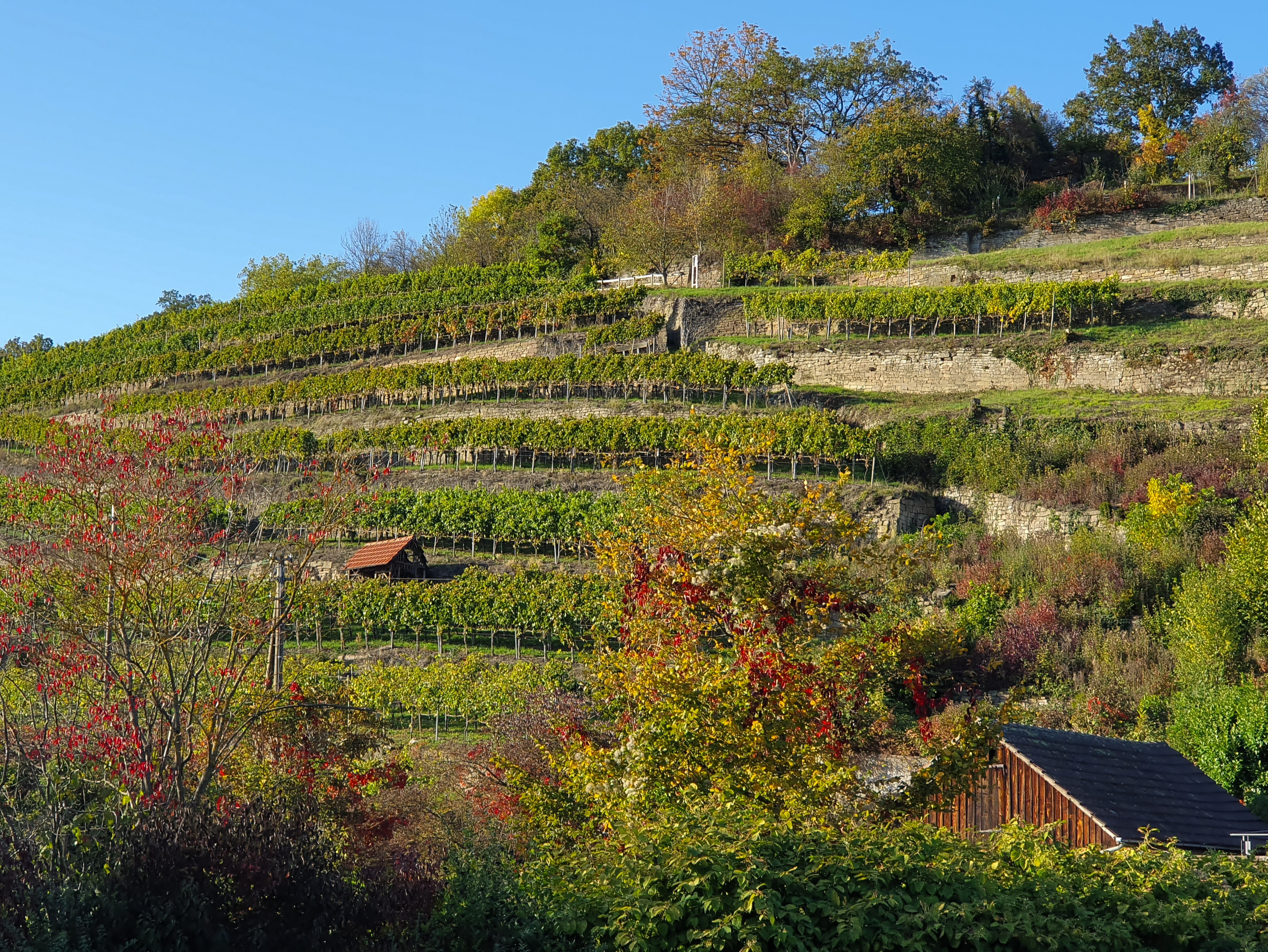 Le « Klosterberg », ancien vignoble claustral. 