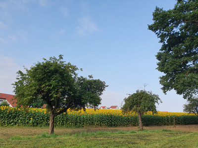Obstbäume und Sonnenblumenfeld in Maulbronn