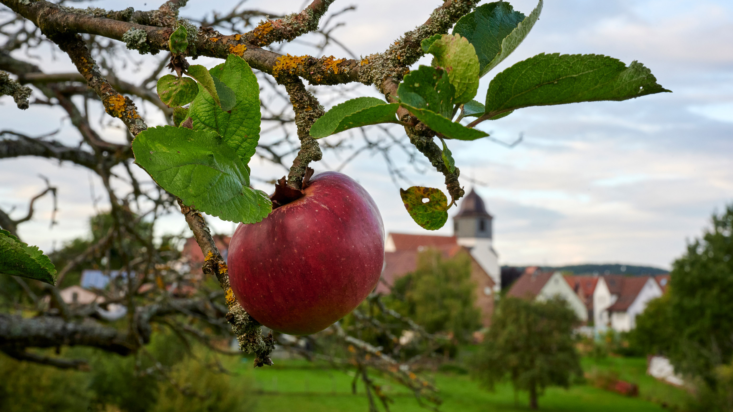 Nahaufnahme eines Apfels am Baum im Hintergrund historischer Ortskern Zaisersweiher