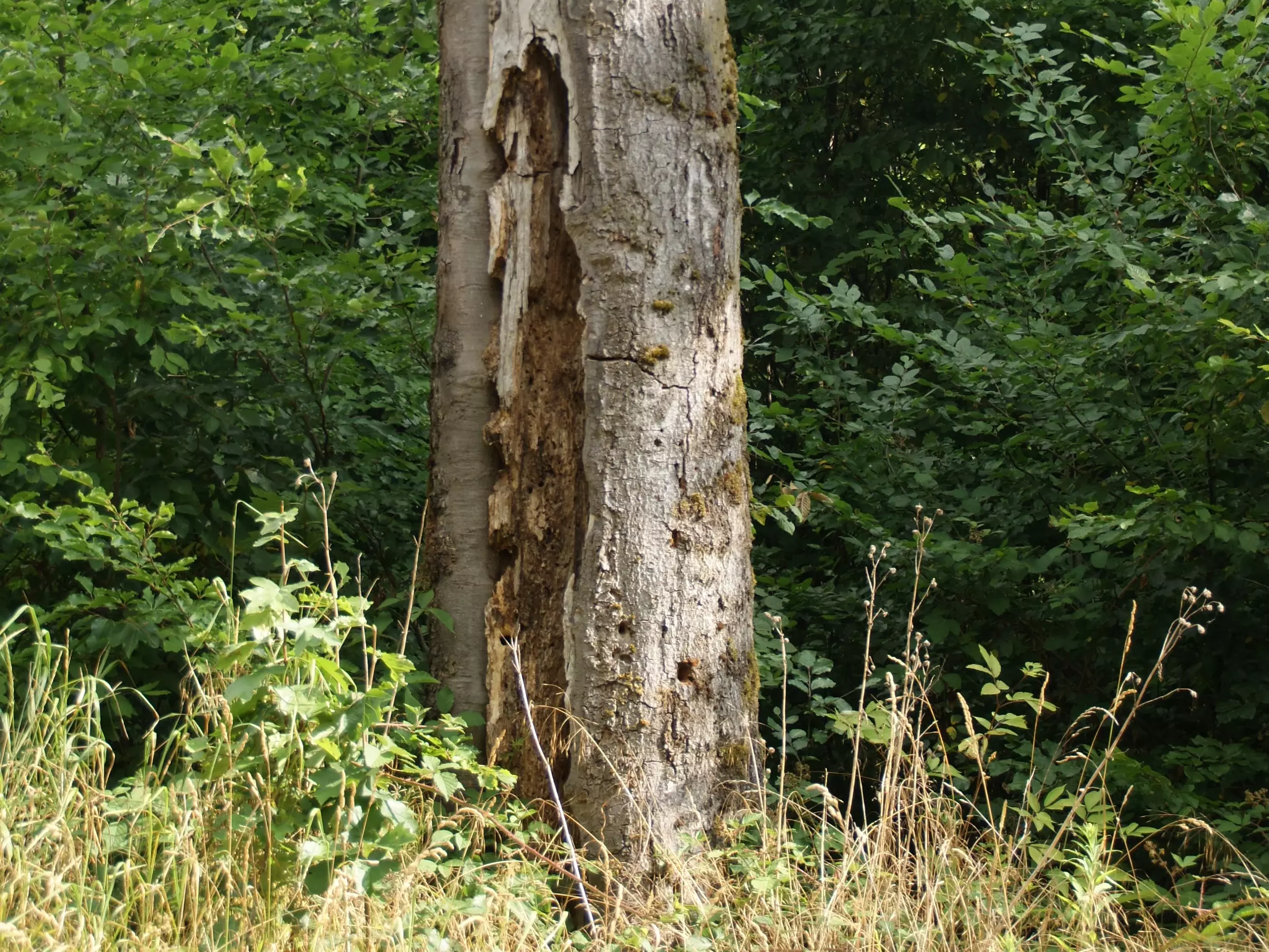 Habitatbaum